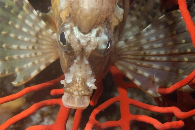 Spinenose horsefish, , Congiopodus spinifer