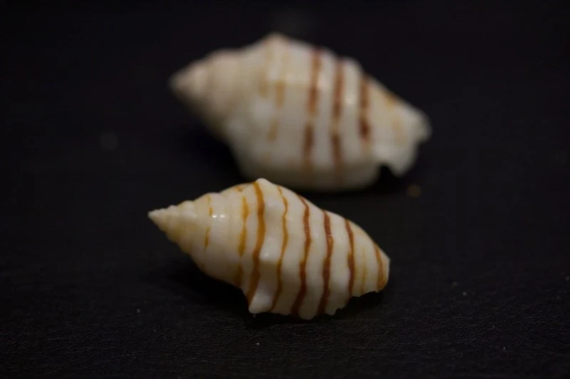 , Conomurex fasciatus, Conomurex fasciatus