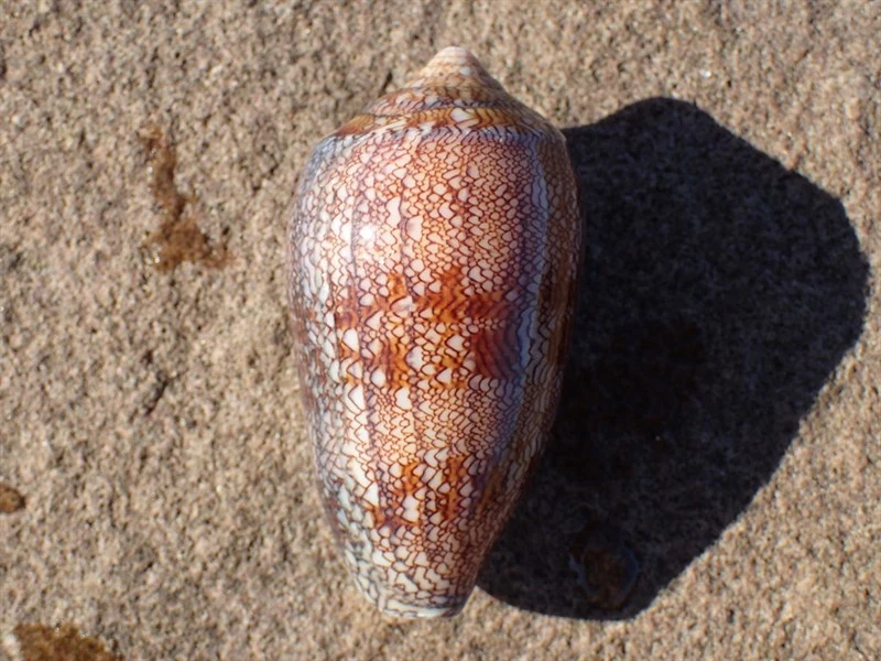 , Conus archiepiscopus, Conus archiepiscopus