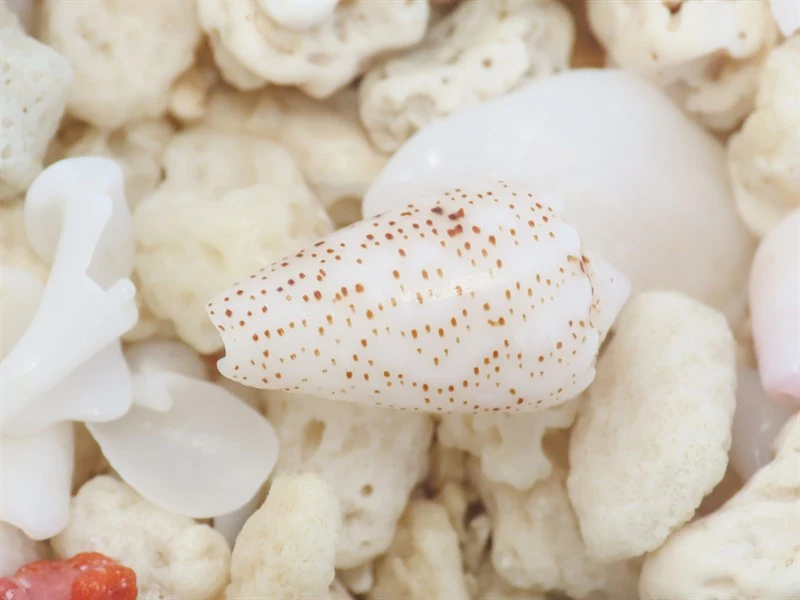 , Conus bizona