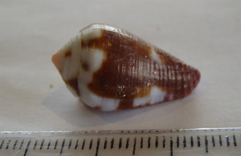 , Coffee Cone,  Leaden Cone - Conus coffeae, Conus coffeae