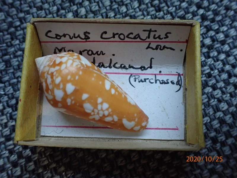, Saffron Cone, Crocatus Cone - Conus crocatus, Conus crocatus