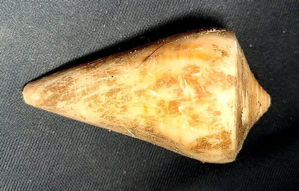 , Conus cumingii