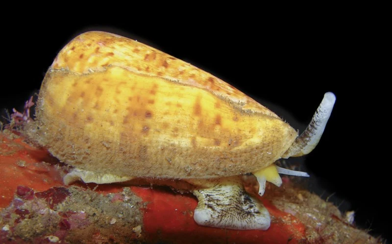 , Conus infrenatus