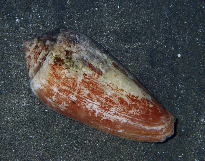 , Conus juliaallaryae