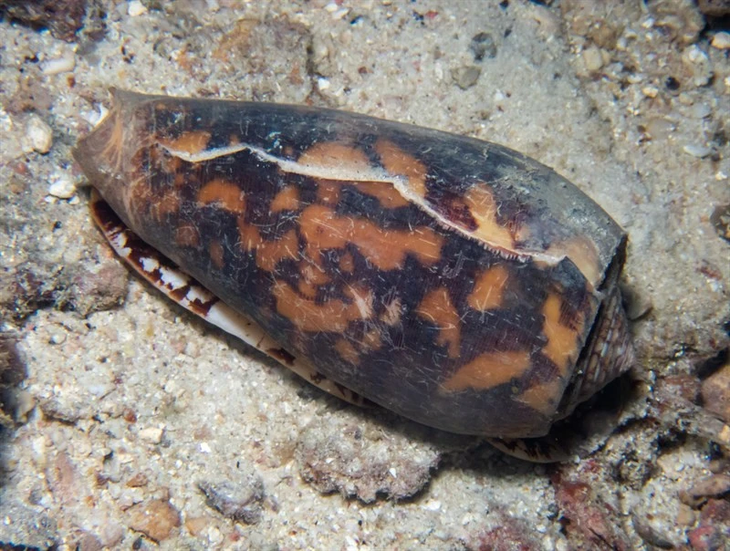 , Striate Cone, Conus striatus