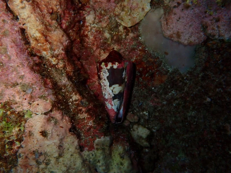 , Conus zonatus, Conus zonatus