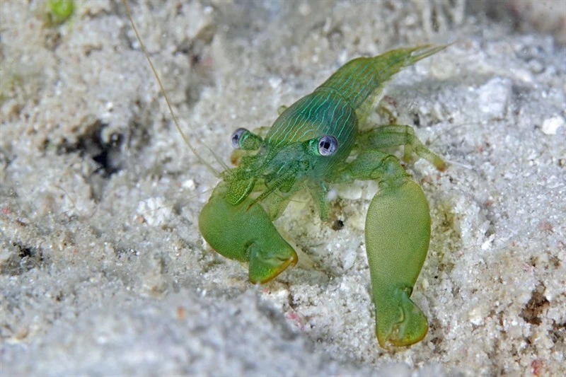 , Green Acropora Commensal Shrimp, Coralliocaris graminea