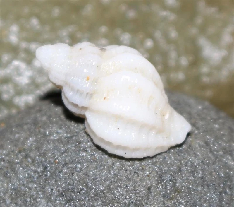 , Coralliophila fritschi