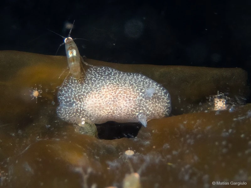, Seaweed Sea Slug, Corambe lucea
