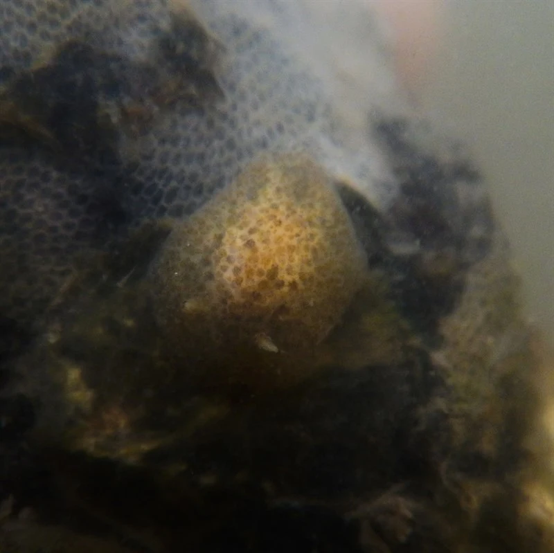 , Corambe obscura, Corambe obscura
