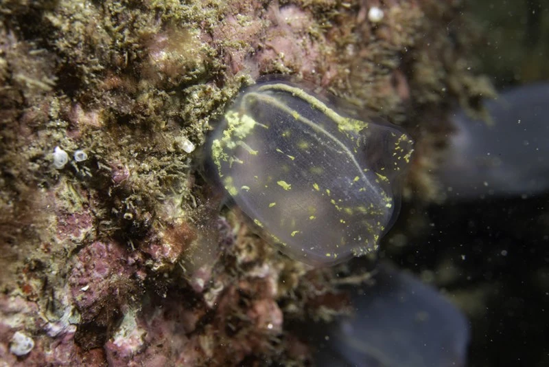 , Gas Mantle Ascidian, Corella parallelogramma