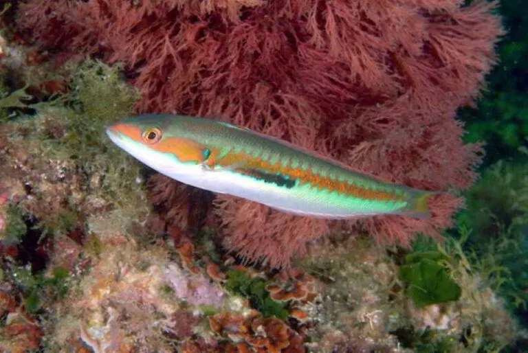 Coris-Julis-Meerjunker-männchen-male-fische-kanaren-atlantik-mittelmeer-tauchen-kanarische-inseln-lippfische-arten-labridae