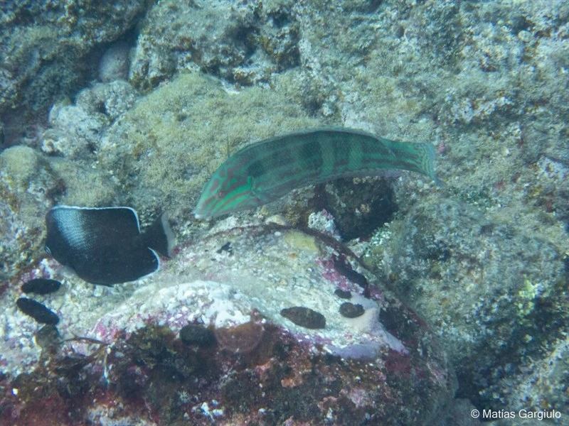 De Buen's coris, Easter Island Coris, De Buen's Coris, Rapanui Wrasse, Coris debueni