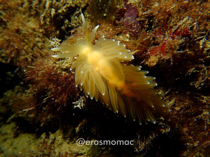 , Falkland Coryphella, Coryphella falklandica