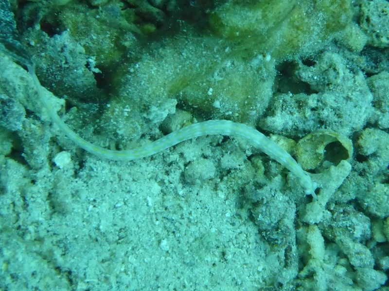 Many-spotted pipefish, Many-spotted Pipefish - Corythoichthys polynotatus, Corythoichthys polynotatus