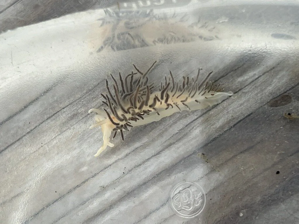 , Cratena pilata