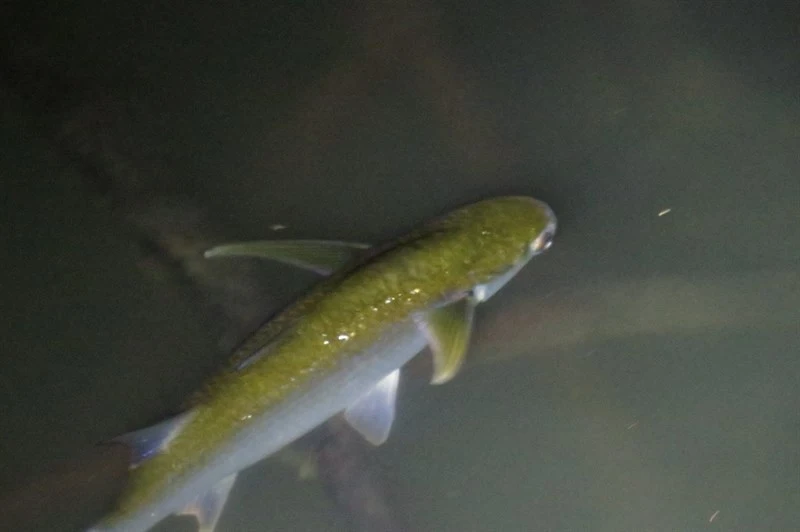 Bluetail mullet, Crenimugil buchanani, Crenimugil buchanani