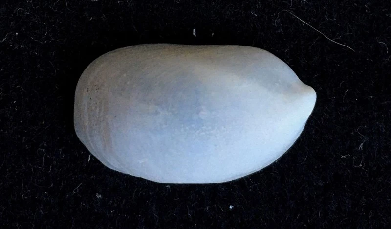 , Crepidula argentina