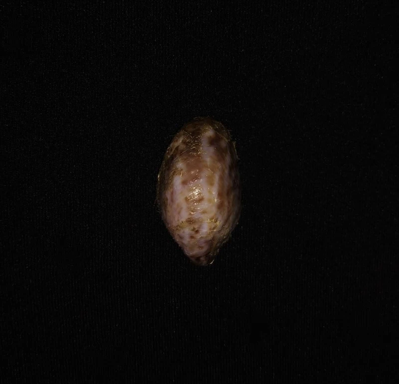 , Crepidula excavata, Crepidula excavata