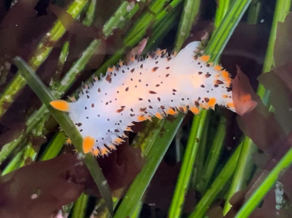 , Rabbit Dorid, Crimora coneja