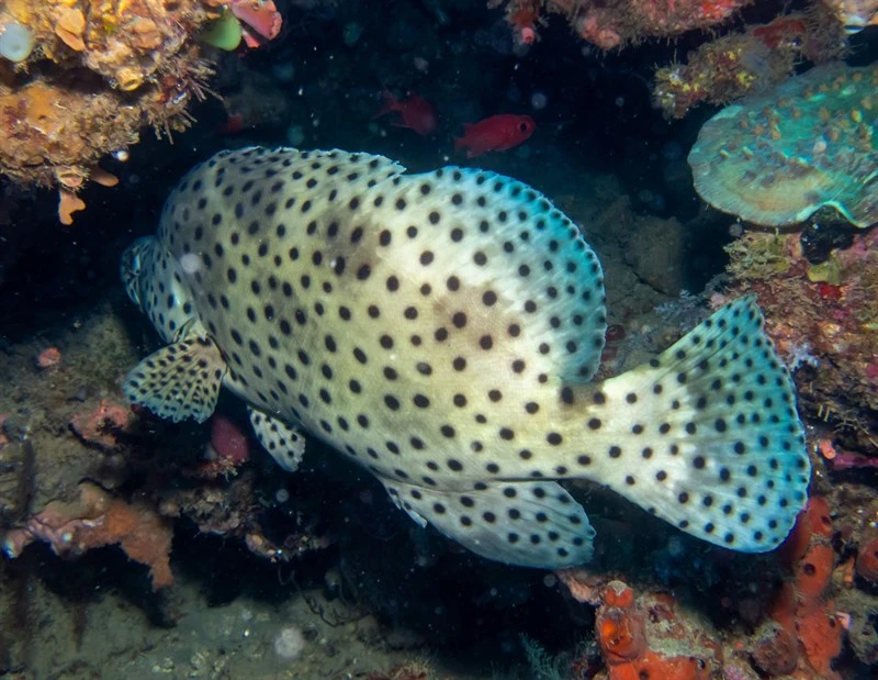 Humpback grouper, Humpback Grouper, Cromileptes altivelis