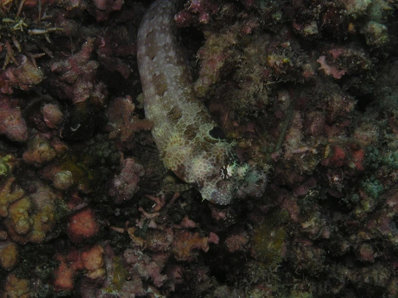 Tripplespot blenny, Tripplespot Blenny, Big Spot Blenny - Crossosalarias macrospilus, Crossosalarias macrospilus