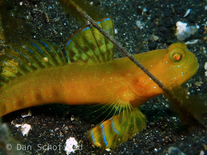 Ventral-barred shrimpgoby, Ventral-barred Shrimpgoby, Cryptocentrus sericus