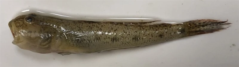 American freshwater goby, , Ctenogobius shufeldti