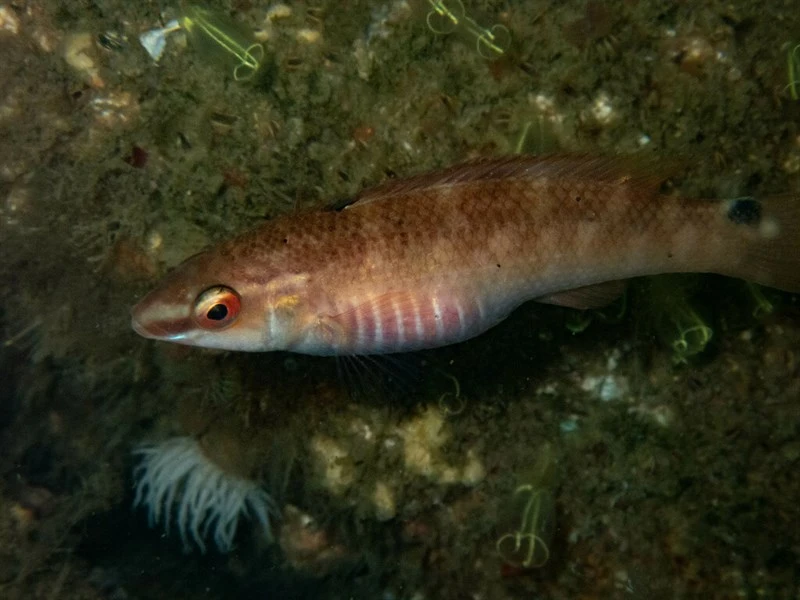 Goldsinny-wrasse, Goldsinny, Gold-sinny, Goldsinny Wrasse, Rock Cook, Ctenolabrus rupestris