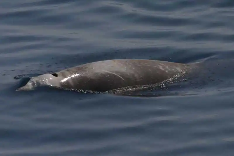 Cuvier-Schnabelwal-Ziphius-cavirostris-kanaren-kanarische-inseln-atlantik-Teneriffa-Walarten-Fuerteventura-Gran-Canaria-Whalewatching-Lanzarote-La-Palma-wale-arten-gomera-hierro