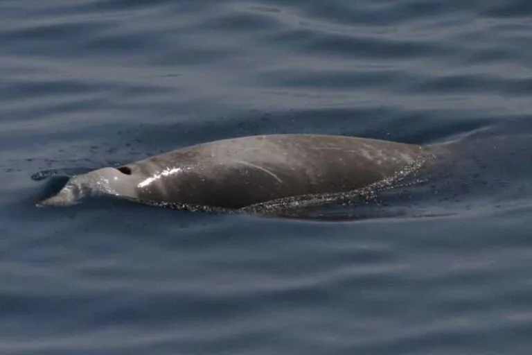 Cuviers-Beaked-Whale-Ziphius-cavirostris-Tenerife-Fuerteventura-Gran-Canaria-species-Whale-watching-Lanzarote-La-Palma-gomera-El-Hierro-Canary-Islands-Canaries-Atlantic-Ocean