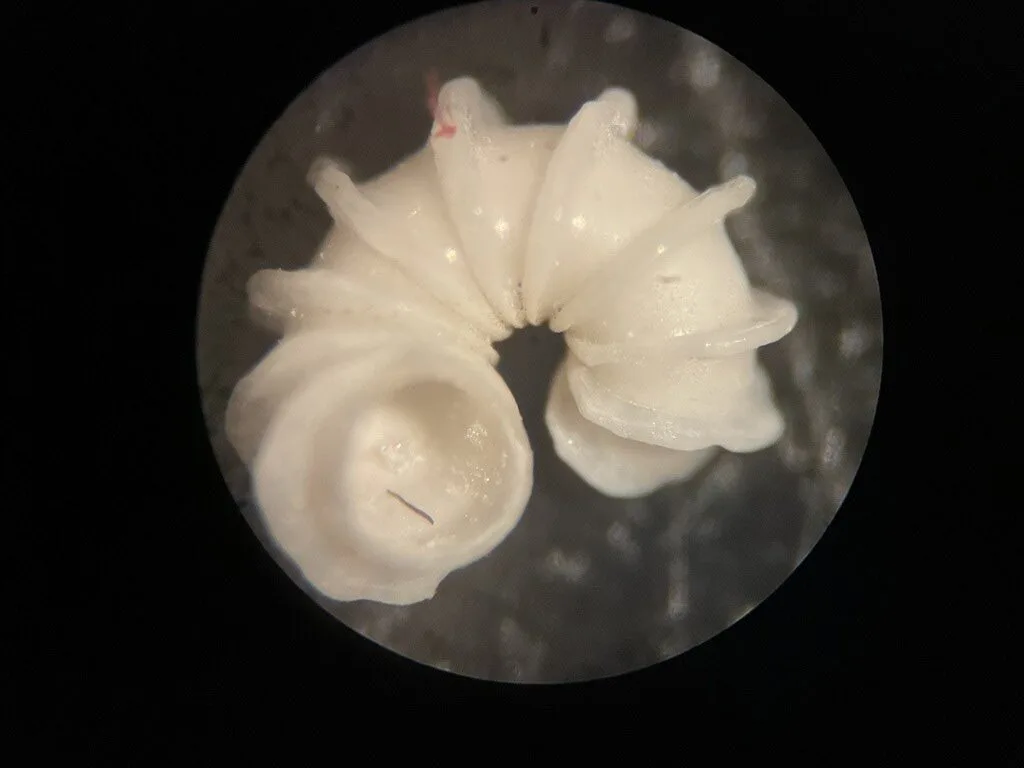 , Cycloscala echinaticosta