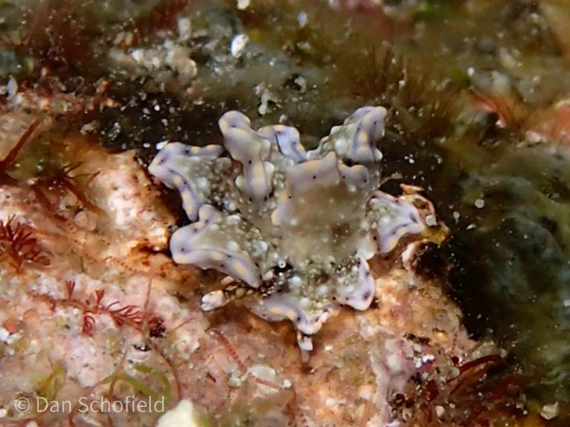 , Sap-sucking Sea Slug - Cyerce bourbonica, Cyerce bourbonica