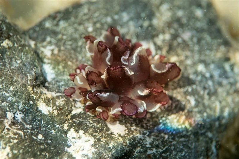 , Harlequin Glass Slug, Cyerce cristallina