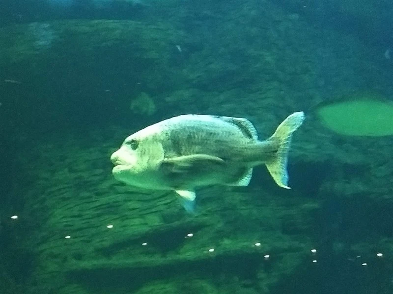 Black musselcracker, Black Musselcracker - Cymatoceps nasutus, Cymatoceps nasutus