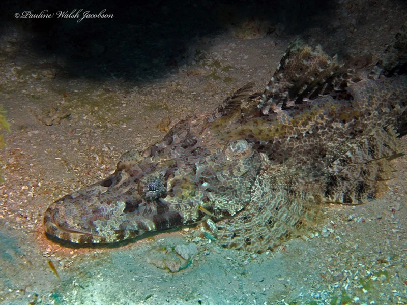 Crocodile fish, Cymbacephalus Beauforti, Cymbacephalus beauforti