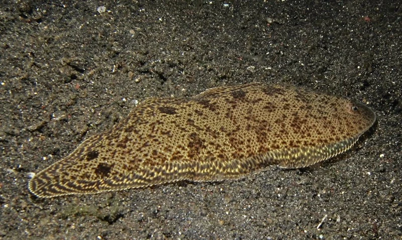 , Mcculloch's Tongue Sole, McCulloch's Tongue-sole, Cynoglossus maccullochi