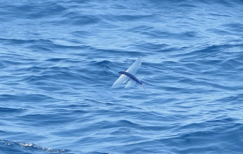 Clearwing flyingfish, Cypselurus comatus, Cypselurus comatus