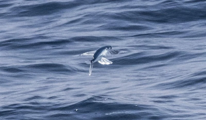 Largescale flyingfish, Largescale Flyingfish, Cypselurus oligolepis