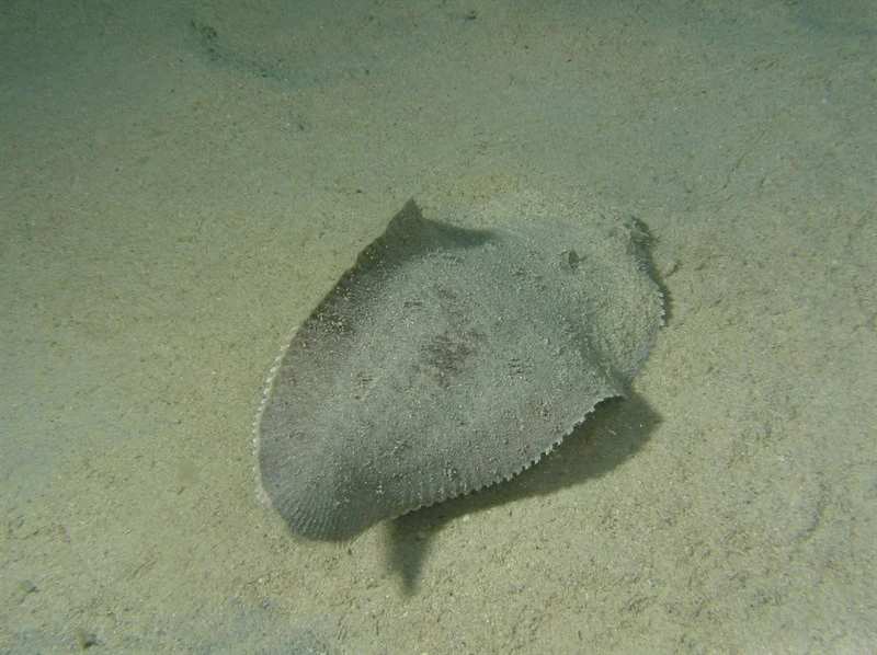 White-margined sole, White-margined Sole - Dagetichthys marginatus, Dagetichthys marginatus