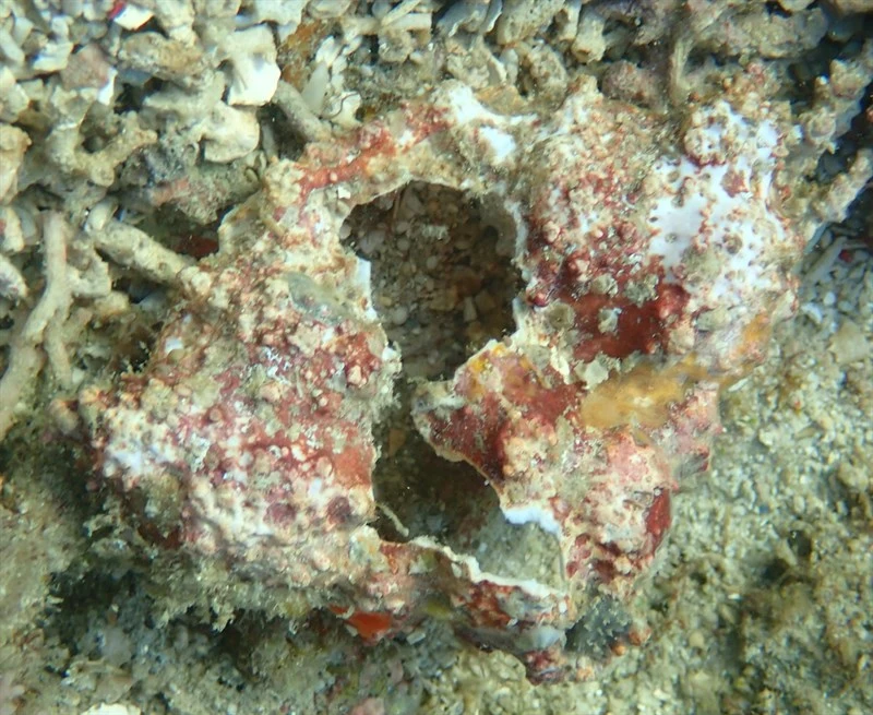 , Rubble Crab, Horrid Elbow Crab, Daldorfia horrida
