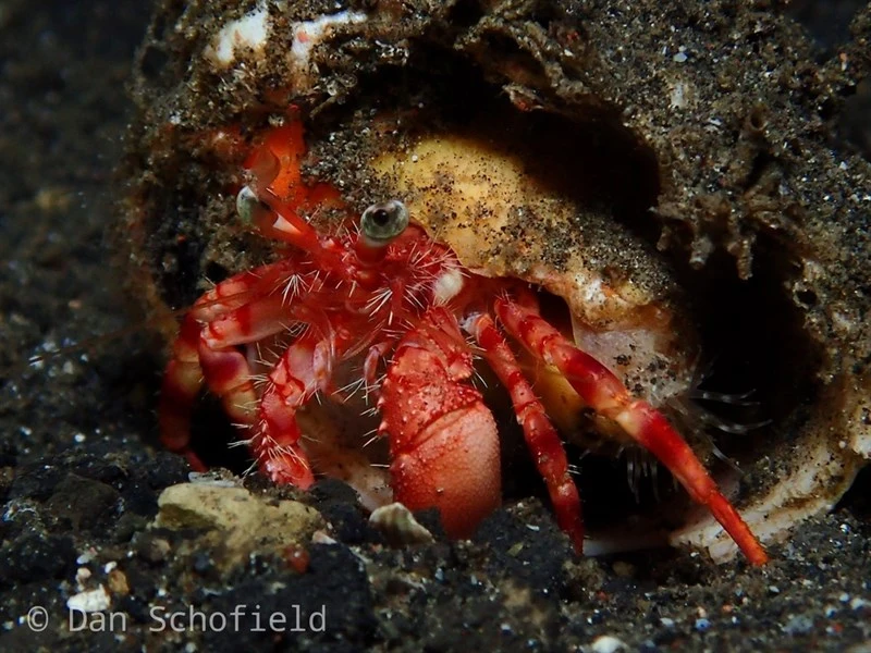 , Red Dardanus - Dardanus jacquesi, Dardanus jacquesi