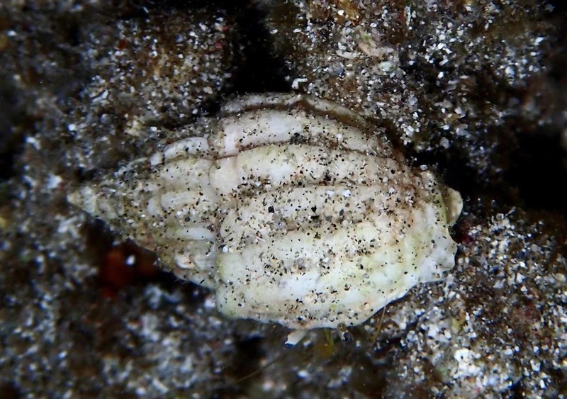 , Setiferous Hermit Crab, Dardanus setifer