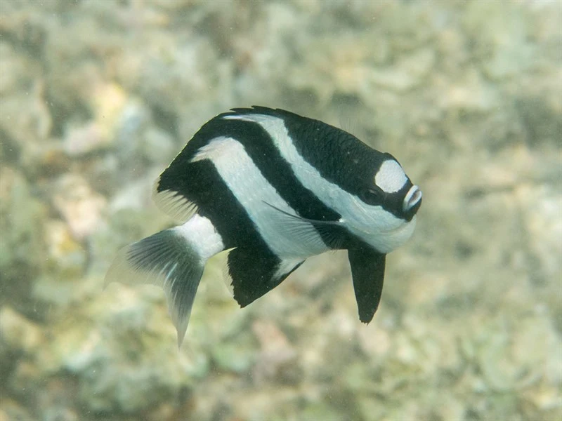 , Indian Ocean Humbug, Indian Ocean Humbug Damselfish, Dascyllus abudafur