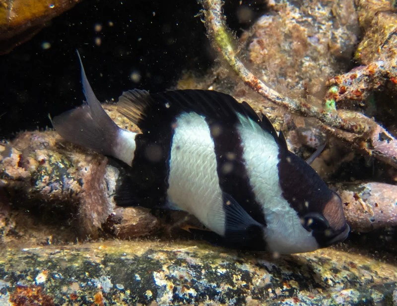 Whitetail dascyllus, Whitetail Dascyllus, Dascyllus aruanus