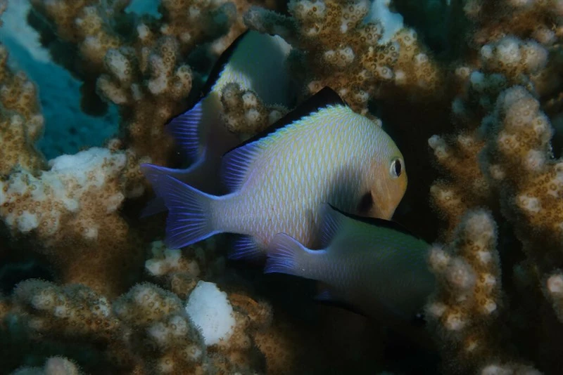 Marginate dascyllus, Marginate Dascyllus, Dascyllus marginatus