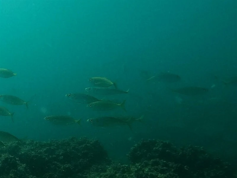 Shortfin scad, Decapterus macrosoma, Decapterus macrosoma