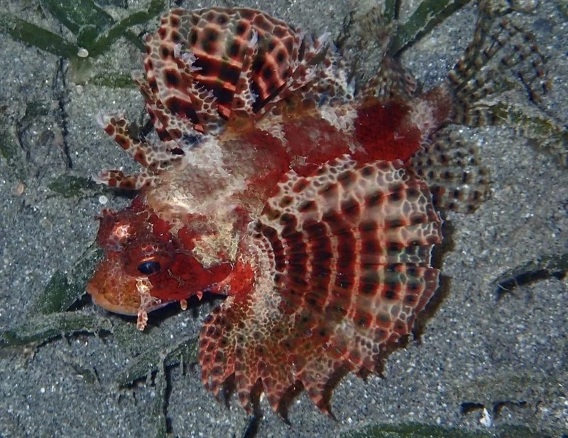 Red Sea dwarf lionfish, , Dendrochirus hemprichi