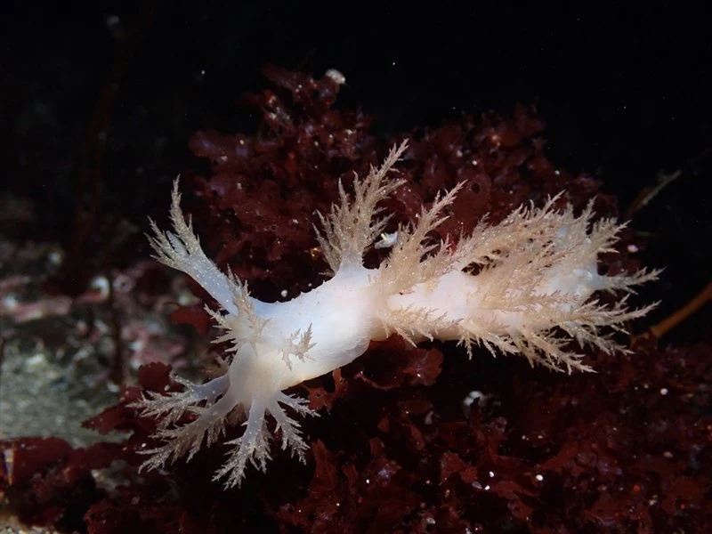 , Nudibranch, Dendronotus elegans